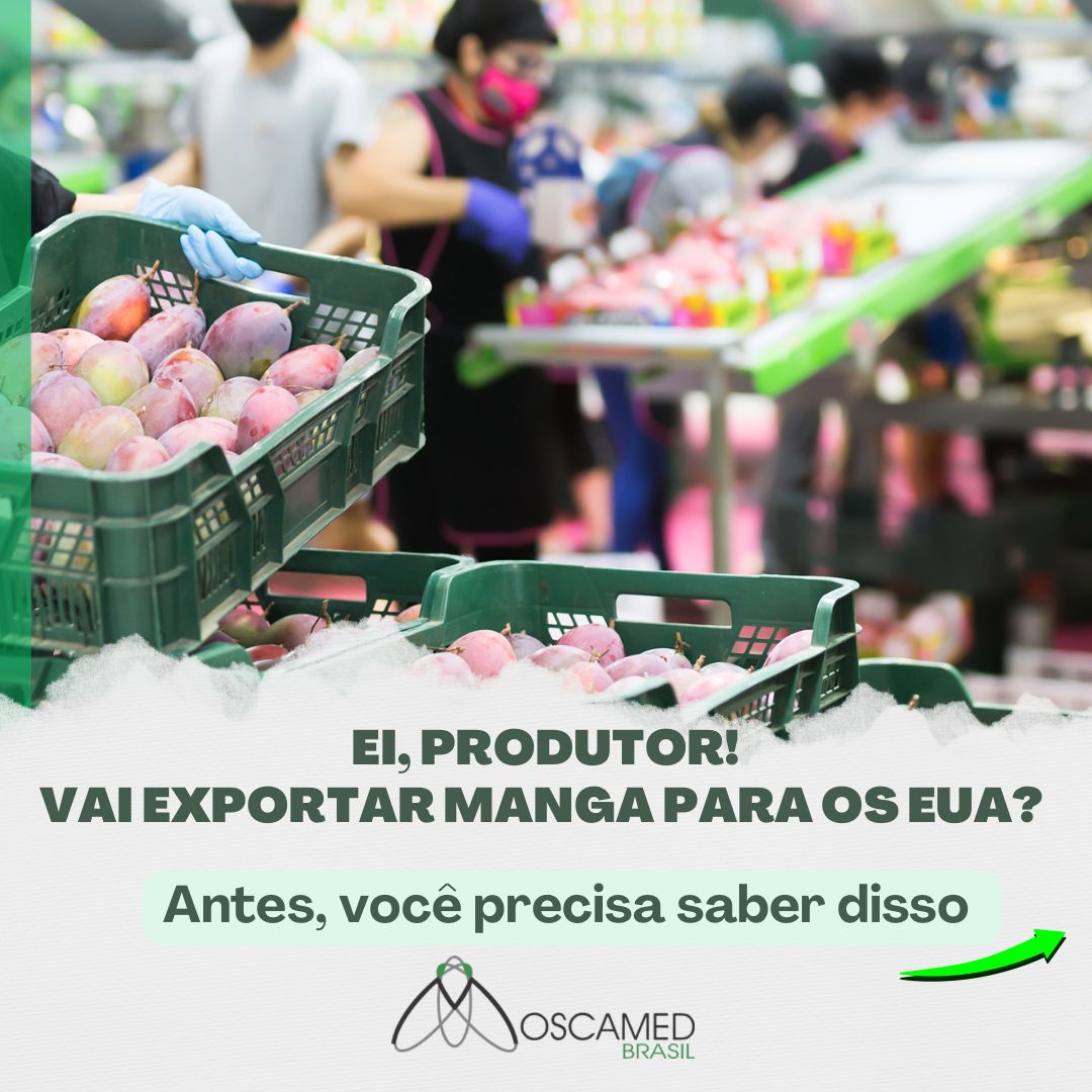 Moscamed Brasil é a única instituição no Vale do São Francisco autorizada a monitorar a mosca-das-frutas em pomares que terão mangas exportadas ao EUA